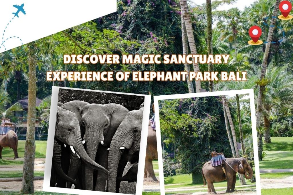 Discover Magic Sanctuary Experience of Elephant Park Bali