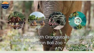 Breakfast With Orangutans Elephant Riding Expedition Bali Zoo and Gorilla Cave ATV Cretya Sunset Bali Combo