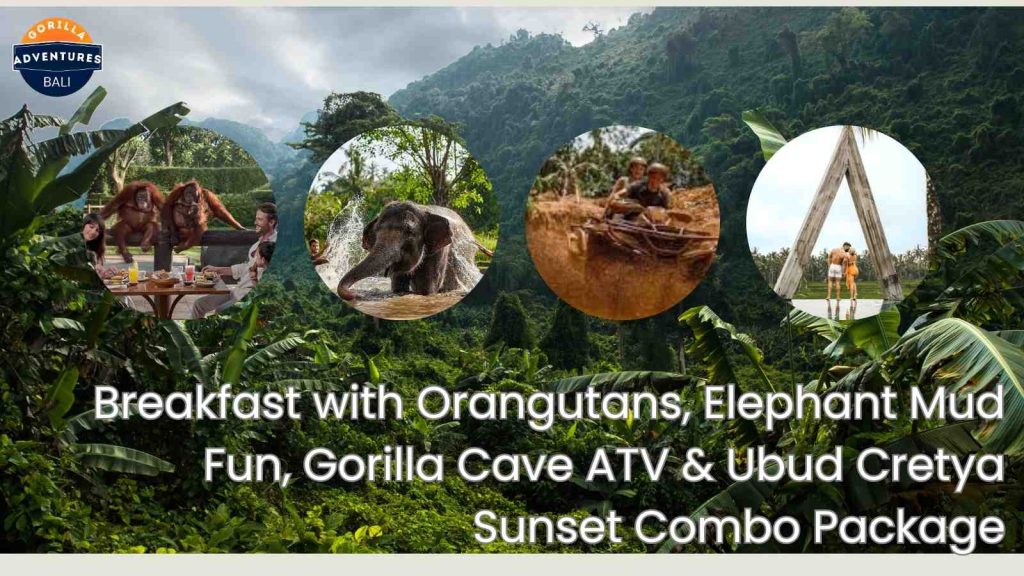 Breakfast with Orangutans, Elephant Mud Fun, Gorilla Cave ATV & Ubud Cretya Sunset Bali Combo